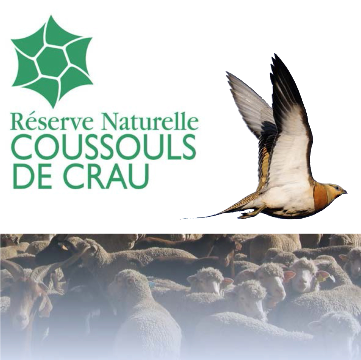 Dépliant Réserve naturelle des coussouls de