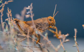 Criquet de Crau_été 2022 © Parc animalier de la Barben (3)