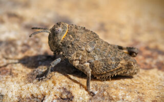 Juvénile Priontropis rhodanica © CEN PACA Yann Toutain