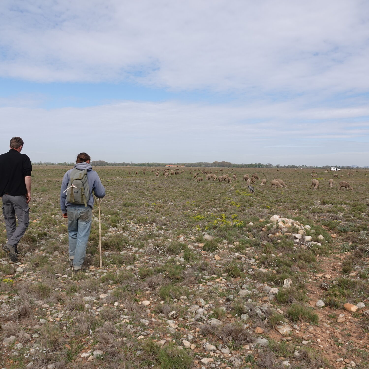 Un berger accompagné d'une autre personne marchent dans la plaine de Crau